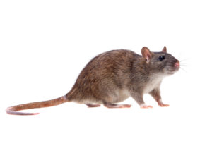 Rongeur-rat-paris